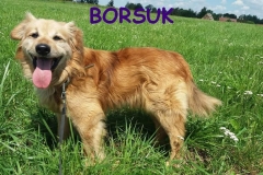 Borsuk_do_adopcji