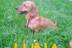 LUNA2_DO_DO_ADOPCJI