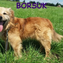 Borsuk_do_adopcji