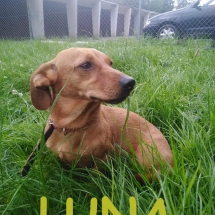 LUNA_DO_ADOPCJI